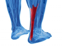 The Achilles Tendon, Walking and Running